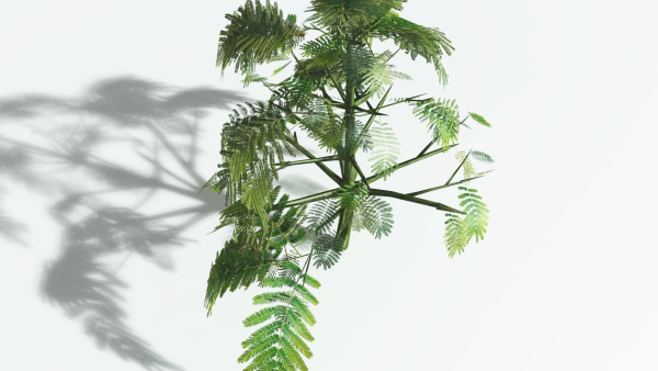 EVERYPlant Umbrella Thorn Acacia 2 --12 Models--