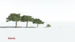 EVERYPlant Umbrella Thorn Acacia 2 --12 Models--