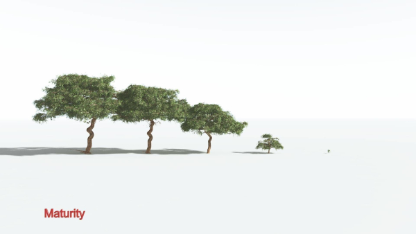 EVERYPlant Umbrella Thorn Acacia 2 --12 Models--