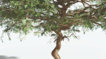 EVERYPlant Umbrella Thorn Acacia 2 --12 Models--