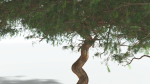 EVERYPlant Umbrella Thorn Acacia 2 --12 Models--