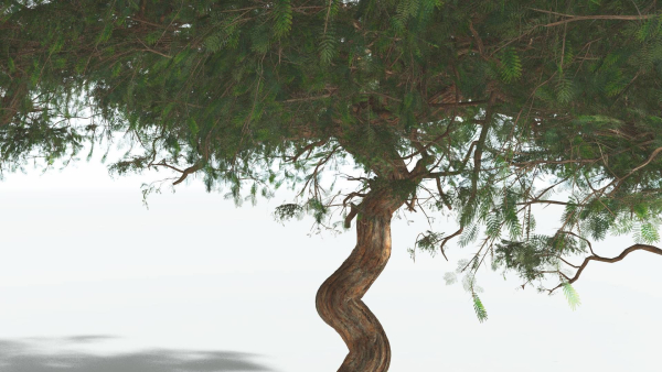 EVERYPlant Umbrella Thorn Acacia 2 --12 Models--