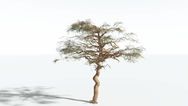 EVERYPlant Umbrella Thorn Acacia 2 --12 Models--