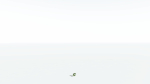EVERYPlant Umbrella Thorn Acacia 3 --12 Models--