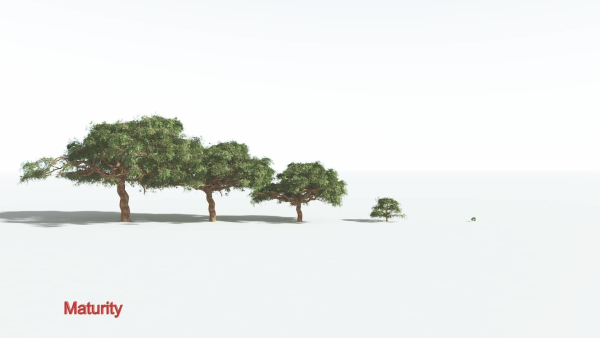 EVERYPlant Umbrella Thorn Acacia 3 --12 Models--