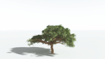 EVERYPlant Umbrella Thorn Acacia 3 --12 Models--