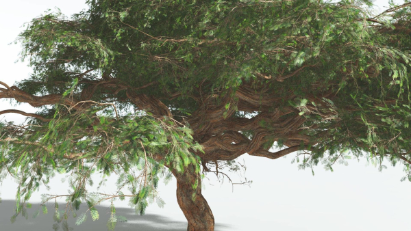 EVERYPlant Umbrella Thorn Acacia 3 --12 Models--