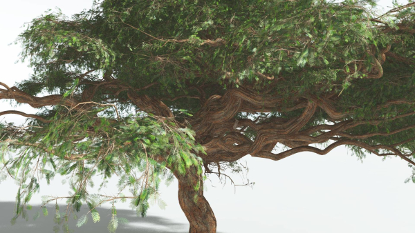 EVERYPlant Umbrella Thorn Acacia 3 --12 Models--