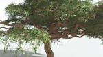 EVERYPlant Umbrella Thorn Acacia 3 --12 Models--