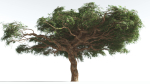 EVERYPlant Umbrella Thorn Acacia 3 --12 Models--