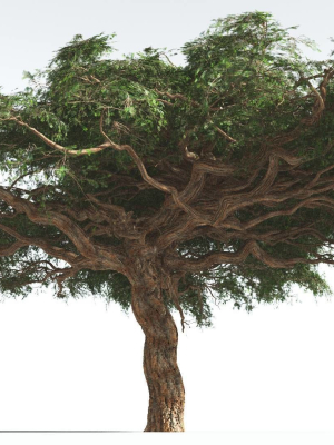 EVERYPlant Umbrella Thorn Acacia 3 --12 Models--