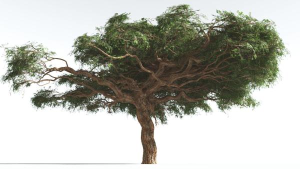EVERYPlant Umbrella Thorn Acacia 3 --12 Models--