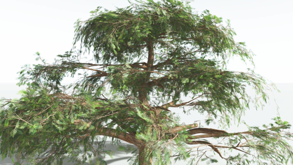 EVERYPlant Umbrella Thorn Acacia 3 --12 Models--