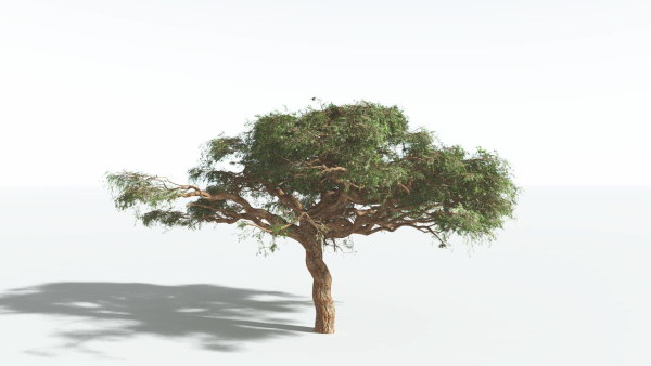 EVERYPlant Umbrella Thorn Acacia 3 --12 Models--