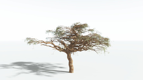 EVERYPlant Umbrella Thorn Acacia 3 --12 Models--