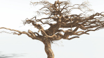 EVERYPlant Umbrella Thorn Acacia 3 --12 Models--