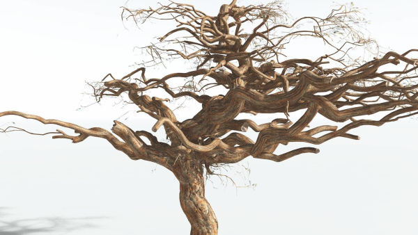 EVERYPlant Umbrella Thorn Acacia 3 --12 Models--
