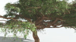EVERYPlant Umbrella Thorn Acacia 3 --12 Models--