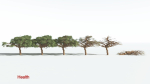 EVERYPlant Umbrella Thorn Acacia 3 --12 Models--