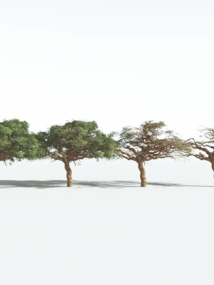 everyplant-umbrella-thorn-acacia-3-12-models-3d-model-6887a598f1
