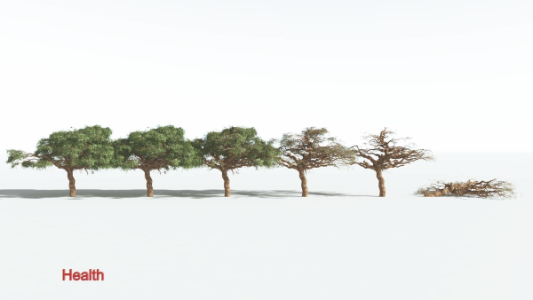 EVERYPlant Umbrella Thorn Acacia 3 --12 Models--