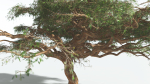 EVERYPlant Umbrella Thorn Acacia 3 --12 Models--