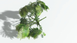 EVERYPlant Umbrella Thorn Acacia 3 --12 Models--