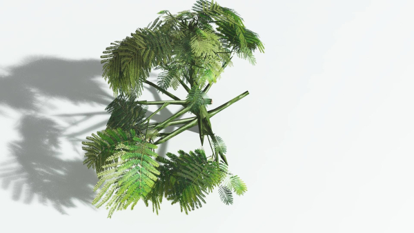 EVERYPlant Umbrella Thorn Acacia 3 --12 Models--
