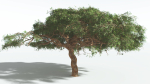 EVERYPlant Umbrella Thorn Acacia 3 --12 Models--