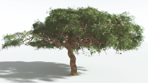 EVERYPlant Umbrella Thorn Acacia 3 --12 Models--