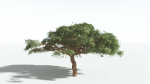 EVERYPlant Umbrella Thorn Acacia 3 --12 Models--