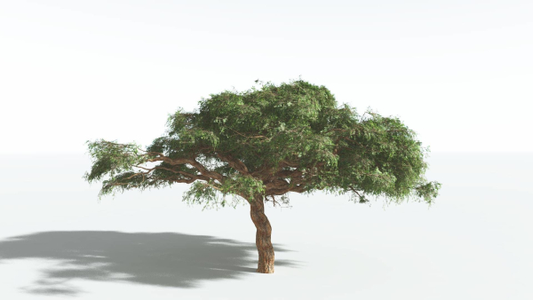 EVERYPlant Umbrella Thorn Acacia 3 --12 Models--