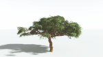 EVERYPlant Umbrella Thorn Acacia 3 --12 Models--