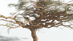 EVERYPlant Umbrella Thorn Acacia 3 --12 Models--