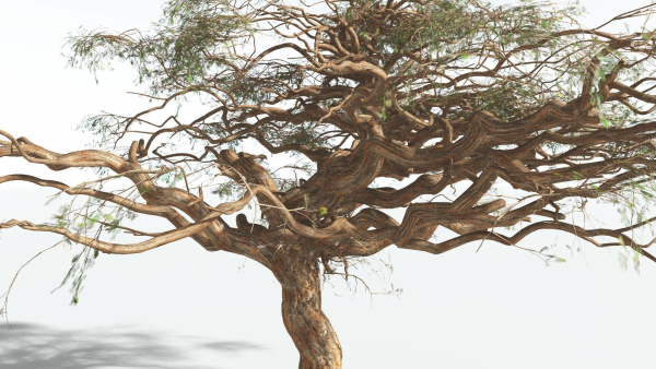 EVERYPlant Umbrella Thorn Acacia 3 --12 Models--