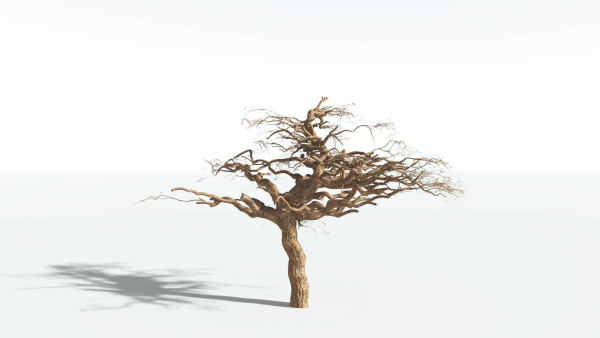 EVERYPlant Umbrella Thorn Acacia 3 --12 Models--