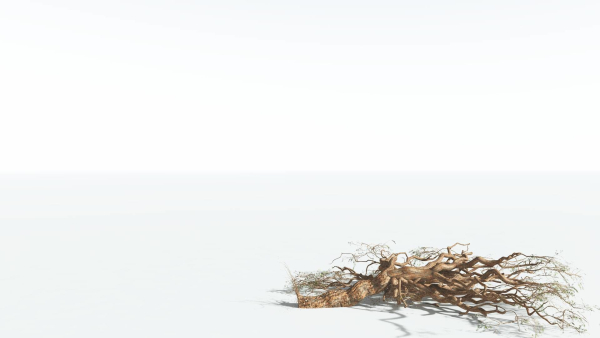 EVERYPlant Umbrella Thorn Acacia 3 --12 Models--
