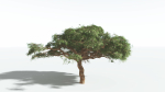 EVERYPlant Umbrella Thorn Acacia 3 --12 Models--