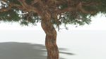 EVERYPlant Umbrella Thorn Acacia 3 --12 Models--
