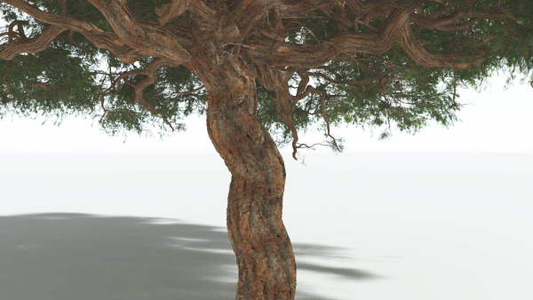 EVERYPlant Umbrella Thorn Acacia 3 --12 Models--