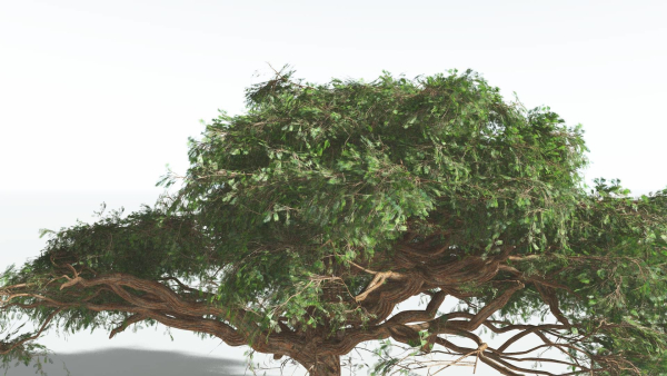 EVERYPlant Umbrella Thorn Acacia 3 --12 Models--