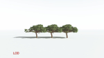 EVERYPlant Umbrella Thorn Acacia 3 --12 Models--