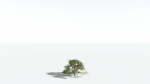 EVERYPlant Umbrella Thorn Acacia 3 --12 Models--
