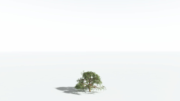 EVERYPlant Umbrella Thorn Acacia 3 --12 Models--