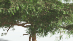EVERYPlant Umbrella Thorn Acacia 4 --12 Models--
