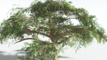 EVERYPlant Umbrella Thorn Acacia 4 --12 Models--