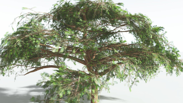 EVERYPlant Umbrella Thorn Acacia 4 --12 Models--