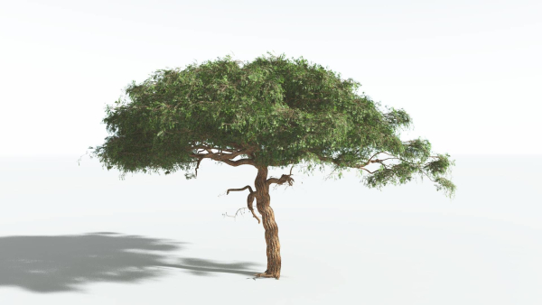 EVERYPlant Umbrella Thorn Acacia 4 --12 Models--