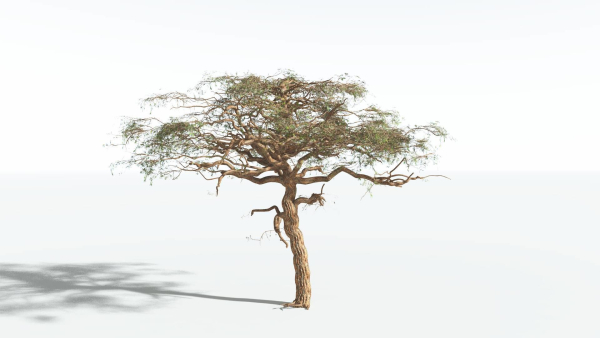 EVERYPlant Umbrella Thorn Acacia 4 --12 Models--