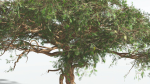 EVERYPlant Umbrella Thorn Acacia 4 --12 Models--